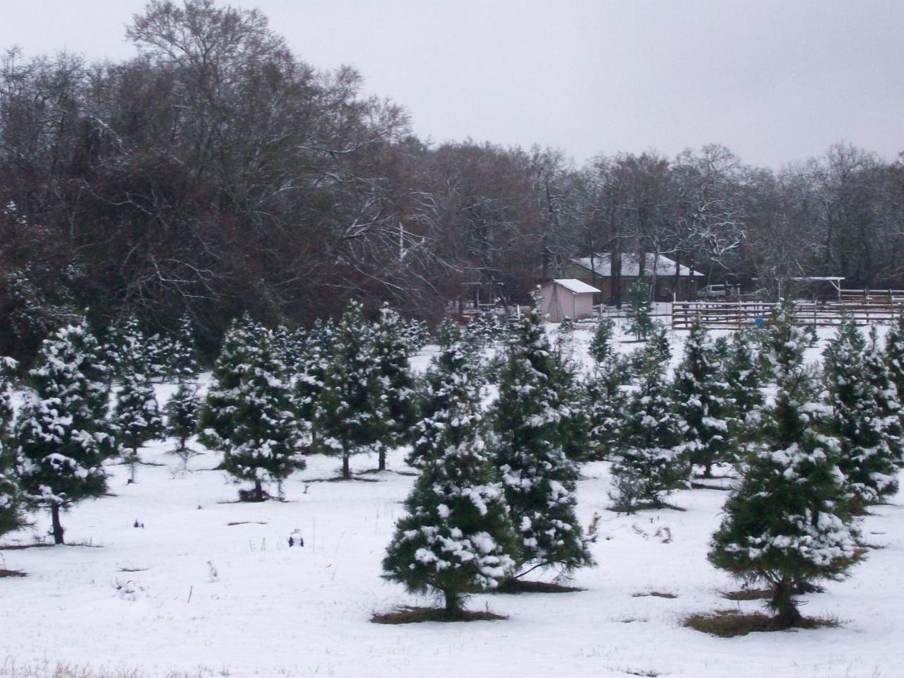 Kelumac Christmas Tree Farm B&B Bryan Eksteriør bilde