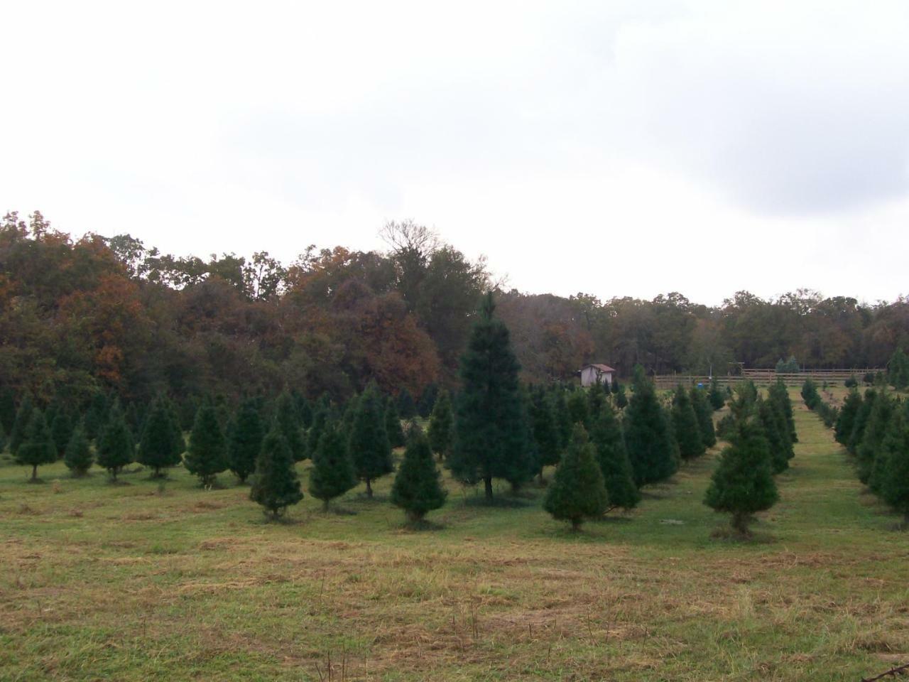 Kelumac Christmas Tree Farm B&B Bryan Eksteriør bilde